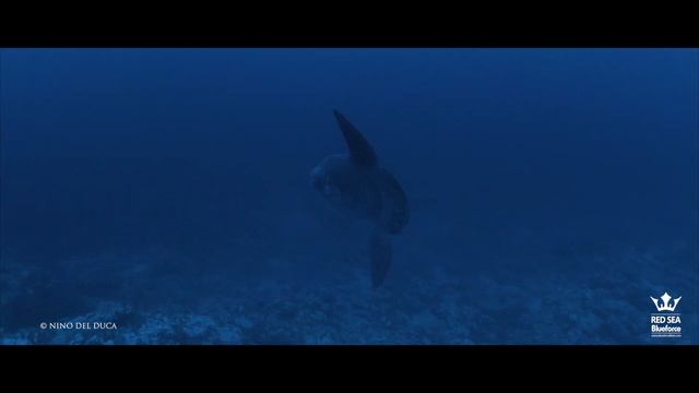 Sun Fish and Thresher Shark, Brothers Islands (2021)