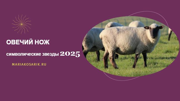 ОВЕЧИЙ НОЖ 2025 ЦИ МЕНЬ ДУН ЦЗЯ