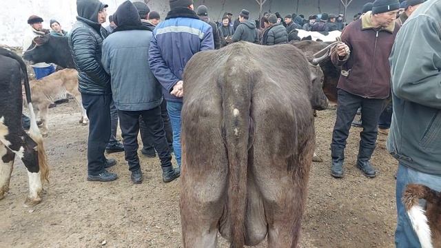 Tergachi mol bozori sigirlar narhlari bilan tanishing 1.03.2024yil