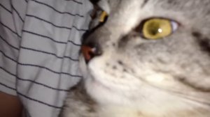 Кот облизывается 2