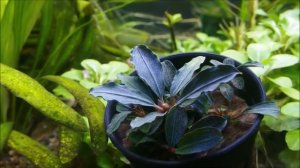 Bucephalandra sp. 'Red Mini' (ブセファランドラ sp. 'レッド　ミニ')