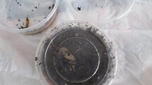 Что будет,если заморозить червей?