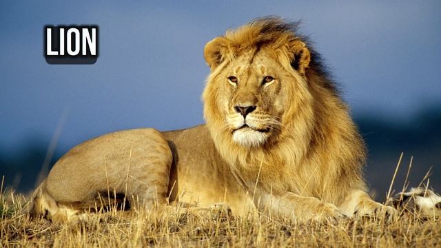 Животные на английском на каждую букву алфавита. Animals by alphabet