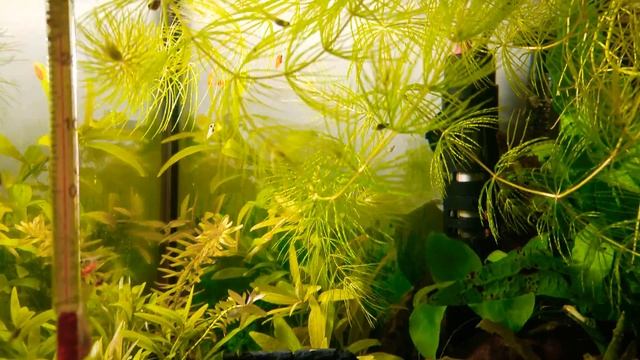 Acuario guarderia 20 litros / baby s tank (video 4k / hd) смотреть онлайн