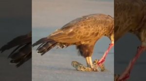 Орёл ест ядовитую змею