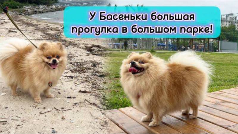 У Басеньки большая прогулка в большом парке!