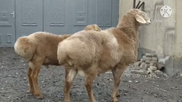 Бараны, кошкары Арашан, Гиссары Узбекистана