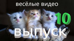 Самые смешные видео с животными и людьми выпуск десятый