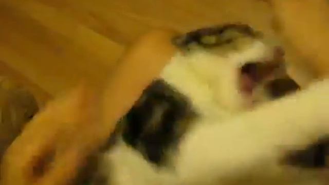 ВЕСЕЛЫЕ ПУКЮЩИЕ КОШКИ смотреть онлайн