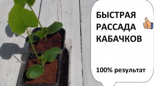 БЫСТРАЯ РАССАДА КАБАЧКОВ 100% РЕЗУЛЬТАТ