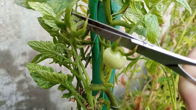 How to grow tomato organically/desi/Hybrid/Tiny tim/Cherry tomato