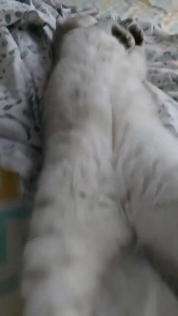 #котикиправятмиром #мимишность #шерри #прикол #шортс #cats #котики #милота #youtubeshorts #красота