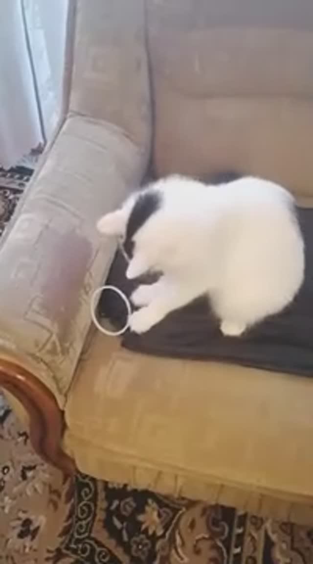 Кот играет