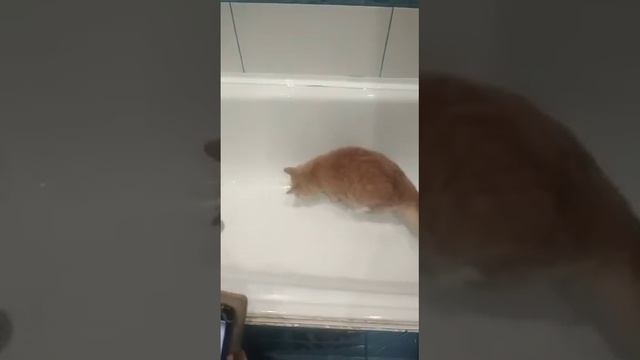 Бесстрашный Кузя, или Кот, не боящийся воды смотреть онлайн