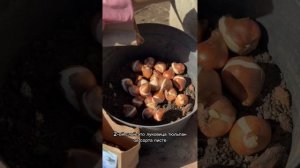 Лазанья из цветочных луковиц , посадка тюльпанов в горшок , схема посадки луковичных , нарциссы .