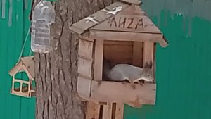 Белка в кормушке_Измайловский парк