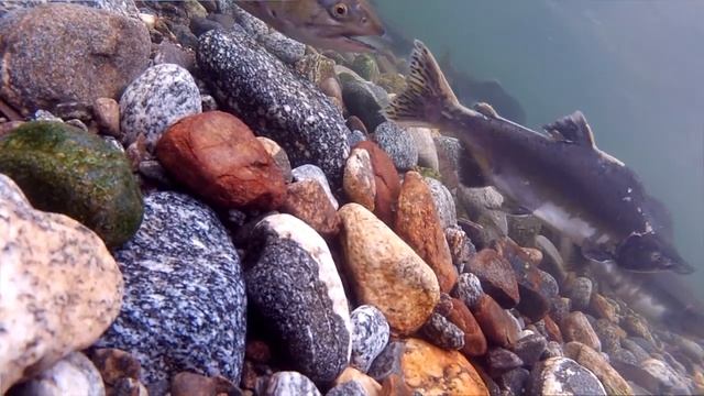 Roy Henry Vickers смотреть онлайн