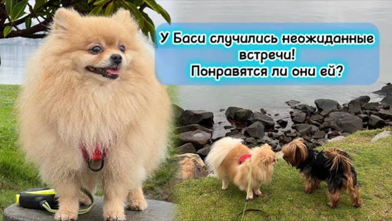 У Баси случились неожиданные встречи! Понравятся ли они ей?