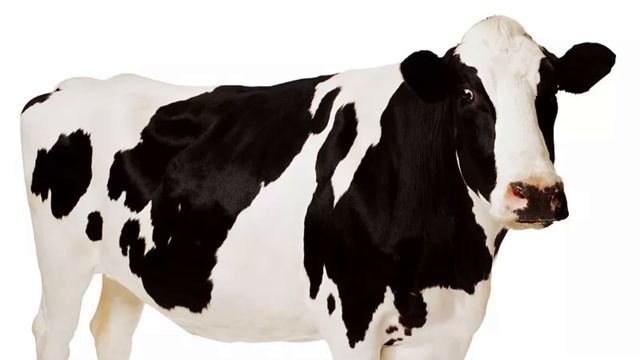 Голштейн(Holstein) сиыры Әлемдегі ең сапалы сүтті сиыр смотреть онлайн