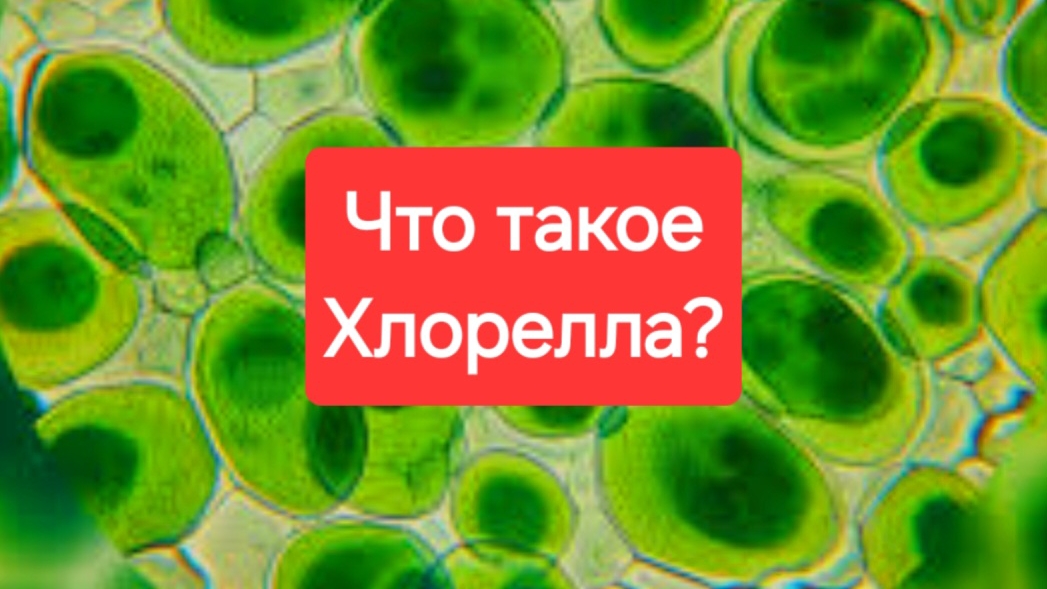 Хлорелла что это? И зачем она нужна?