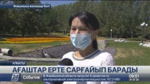 Алматыда ағаштар ерте сарғайып барады