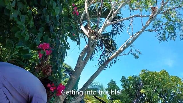 Jamaican Voyage     Likle kitten inna di yard