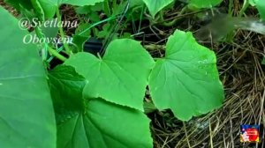 ОПРЫСКАЙ ЭТИМ ЧАХЛЫЕ ОГУРЦЫ!ОТ НАТУРАЛЬНОГО ЧУДО-РАСТВОРА ОНИ СРАЗУ ПОПРУТ В РОСТ И ЗАСЫПЯТ УРОЖАЕМ