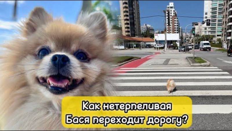 Как нетерпеливая Бася переходит дорогу?