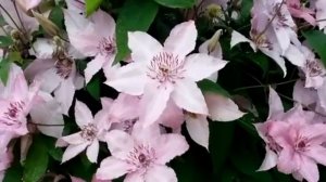 ЦВЕТЁТ КЛЕМАТИС HAGLEY HYBRID НА МОЕЙ ДАЧЕ В ПОДМОСКОВЬЕ.