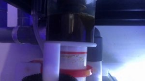 Review protein skimmer Bubblemagus New QQ