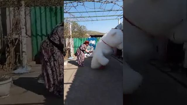 9.04.2024 Мишутка пришёл поздравить маму с юбилеем смотреть онлайн