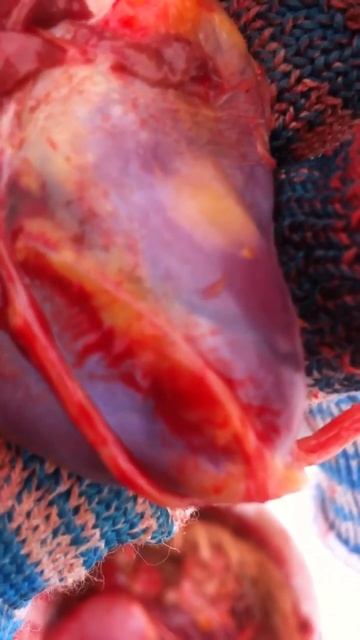 Куриное сердце смотреть онлайн