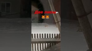 #лиса #лисички #fox #лисица