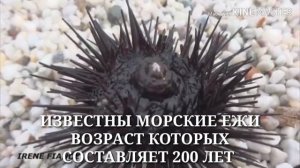 ДОЛГОЖИТЕЛИ ЗЕМЛИ..