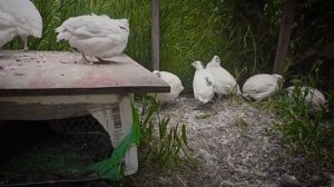 Перепелки в ВОЛЬЕРЕ | Техасские перепелки живут на улице | 05.05.2023