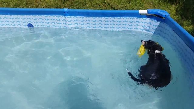 Paprika, Maeglin Kookie e Ghighi in piscina! 3 luglio 2016 смотреть онлайн