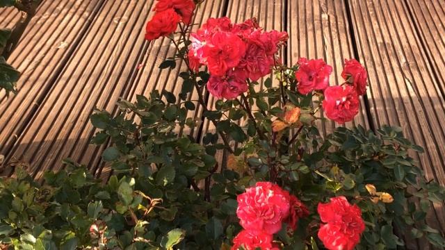 BUAH PIR MINI DAN PAPRIKA JUMBO MELIMPAH DI MUSIM GUGUR... смотреть онлайн