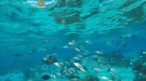 Snorkeling in Grand Cayman: Seven Mile & Capt. Marvins