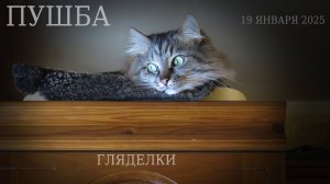 Релакс. Кошка Пушба. Гляделки, 19 января 2025