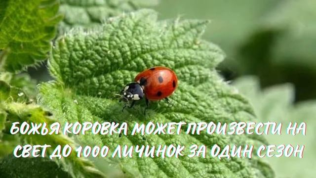 Божья Коровка. Интересно знать #божьякоровка