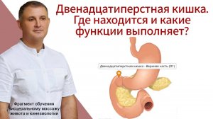 Двенадцатиперстная кишка. Где находится и какие функции выполняет