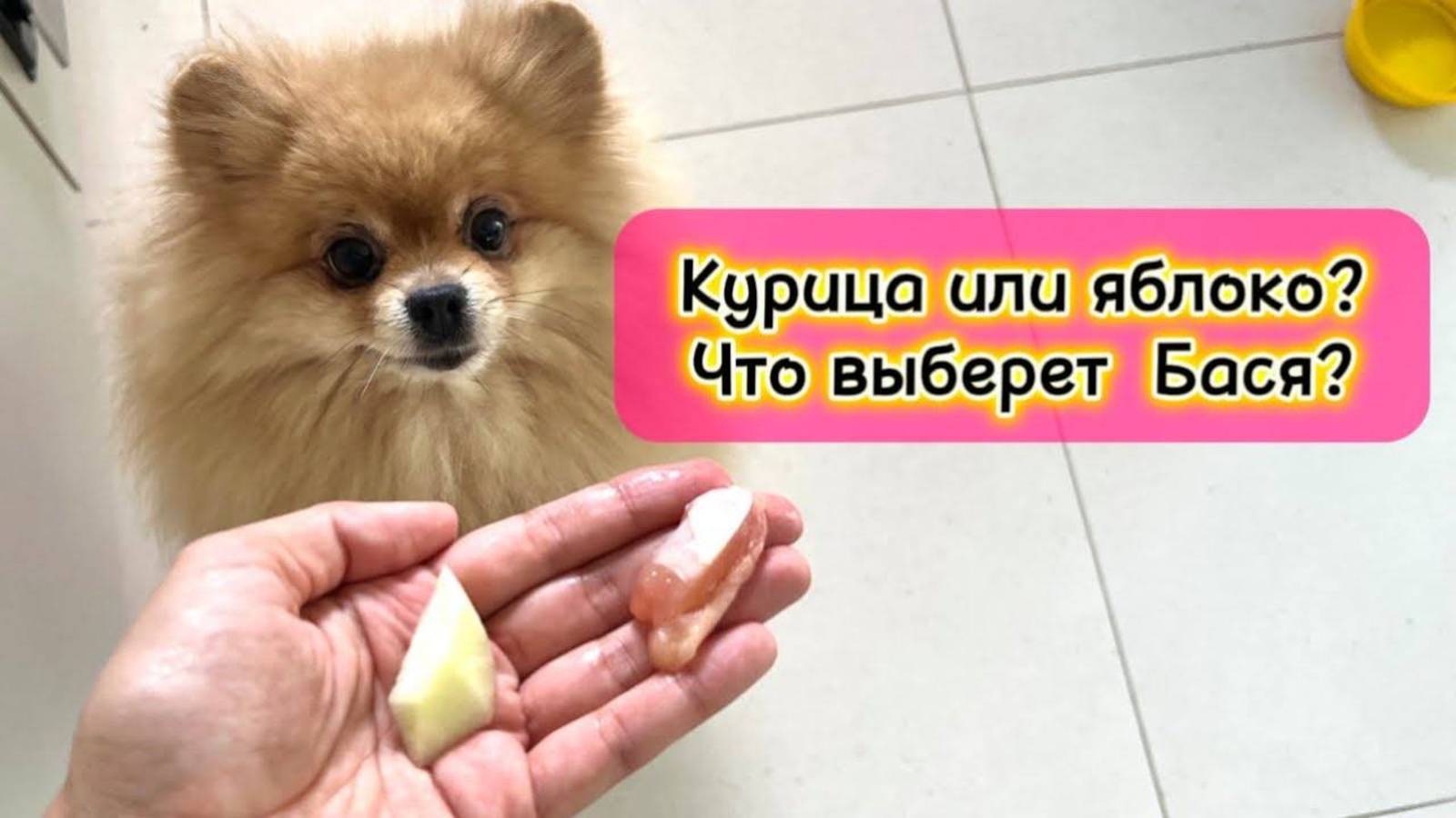 Курица или яблоко? Что выберет Бася?