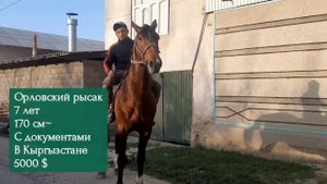 Продаётся чистокровный Орловский рысак с документами! 170 см