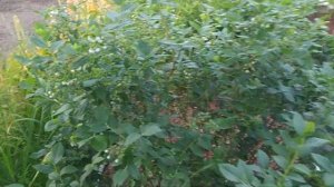 Голубика, Беларусь 26.05.2024 г.Полностью восстановилась после заморозков.