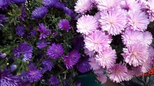 НАТУР ПРОДУКТЫ ИЗ ВИННИЦЫ РЫНОК смотреть онлайн