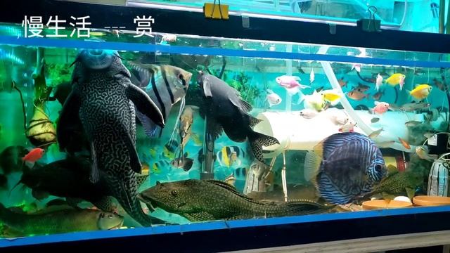 color beautiful fish tank смотреть онлайн