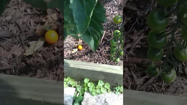 Harvesting Honeycomb Hybrid Tomato's