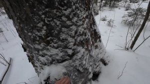 Лесная прогулка с собакой.