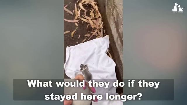 At the bottom of the cliff, the mama dog begged to save her newborn puppies смотреть онлайн