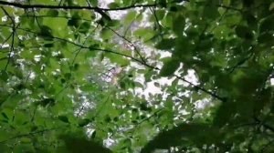 Красивое и необычное пение птички